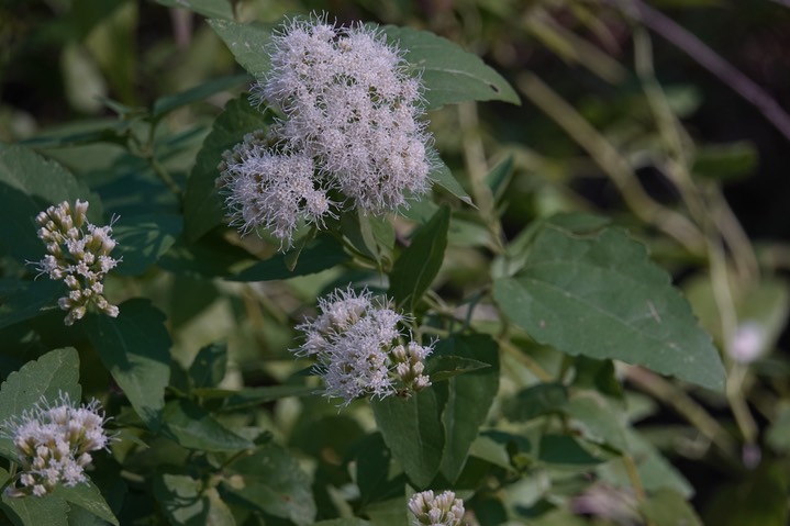  Ageratina herbacea, White Thoroughwort  3