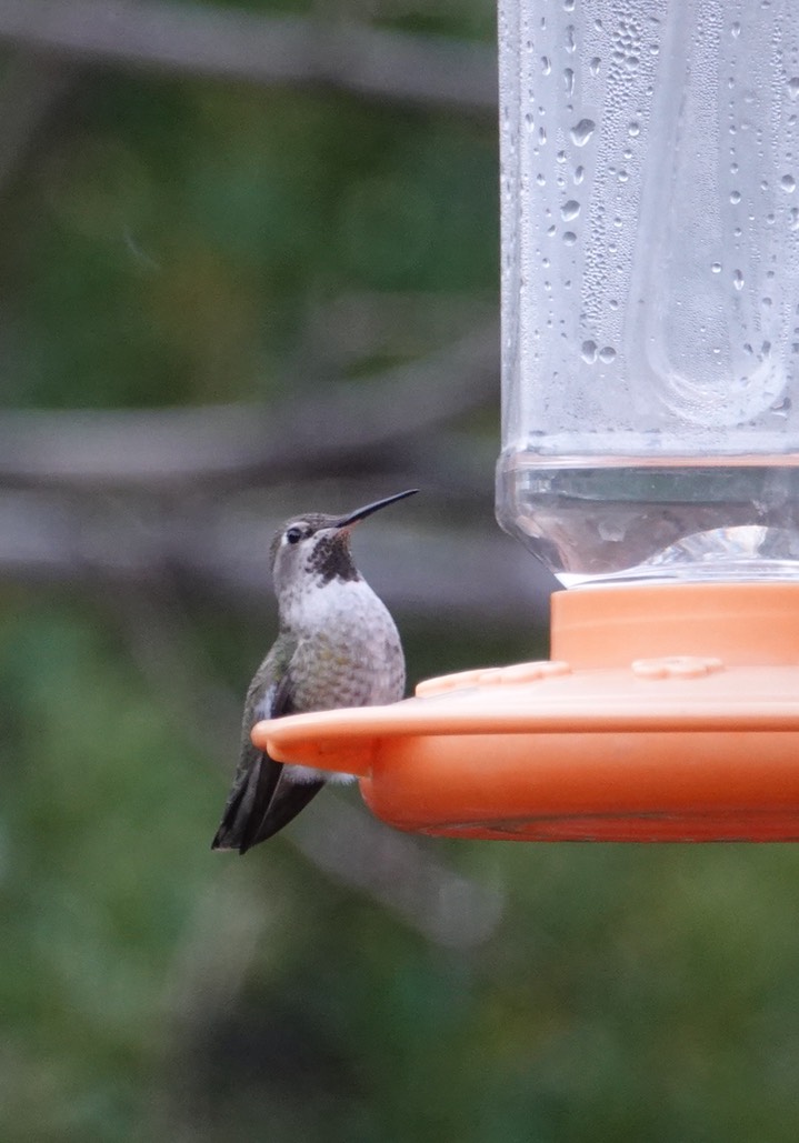 Anna's Hummingbird, Hillsboro (1)