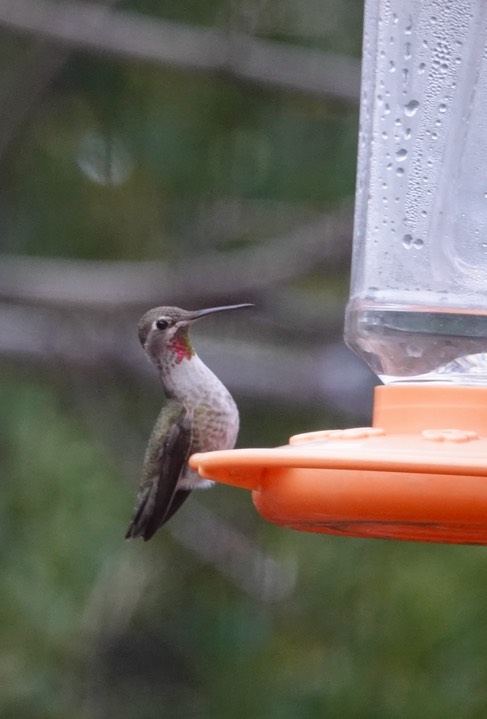 Anna's Hummingbird, Hillsboro