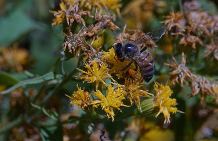 Apis mellifera. Western Honey Bee, Pericome caudata, Taperleaf3