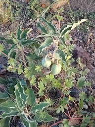 Asclepias oenotheroides, Zizotes MIlkweed