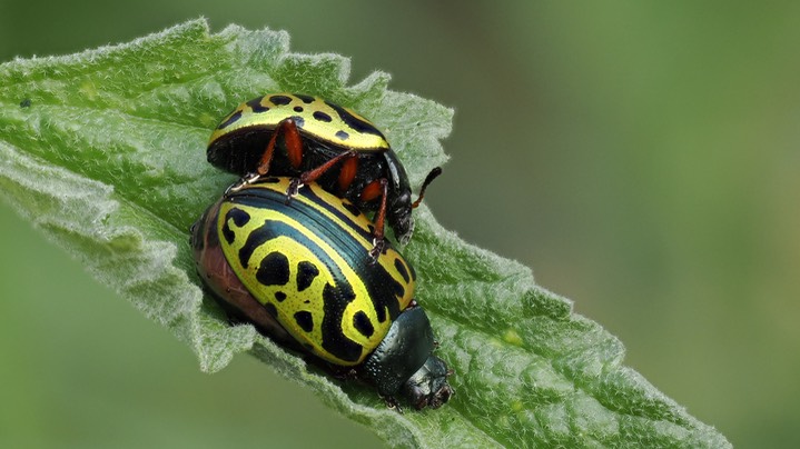 beetleg