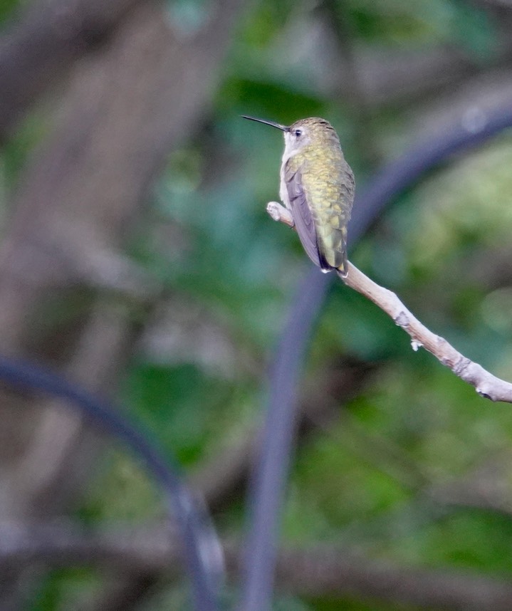 Black-chinned Hummingbird, Hillsboro (1)