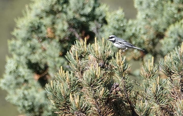 Black-throated Gray Warbler, NM-152, west of Kingston