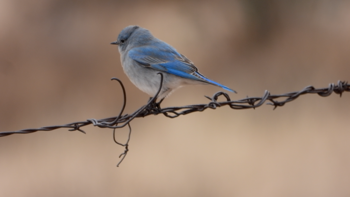 Bluebird, Mountain - NM 2022 a