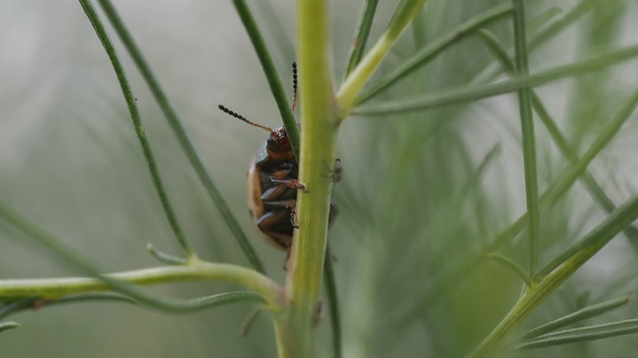 Burrobrush Leaf Beetle (Leptinotarsa lineolata) 9
