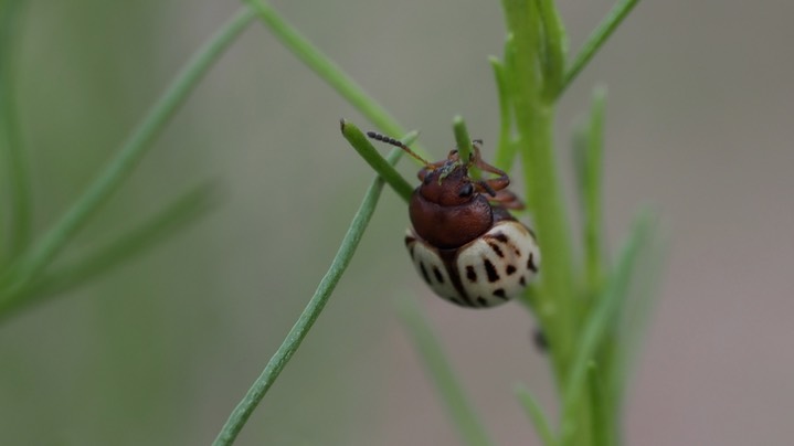 Burrobrush Leaf Beetle (Leptinotarsa lineolata) 6