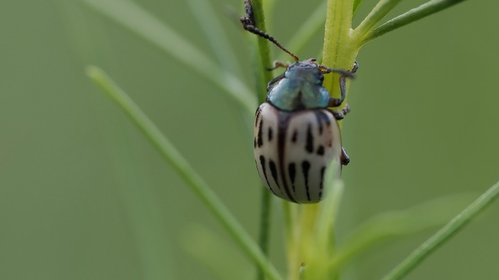 Burrobrush Leaf Beetle (Leptinotarsa lineolata) 7