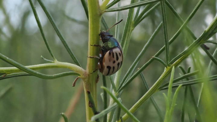 burrowbush beetle 1