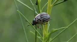 burrowbush beetle 5