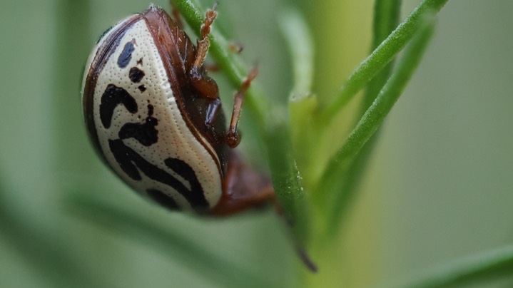 Calligrapha tortuosa Arizona Leaf Beetled