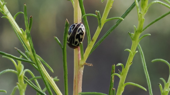 Calligrapha tortuosa12