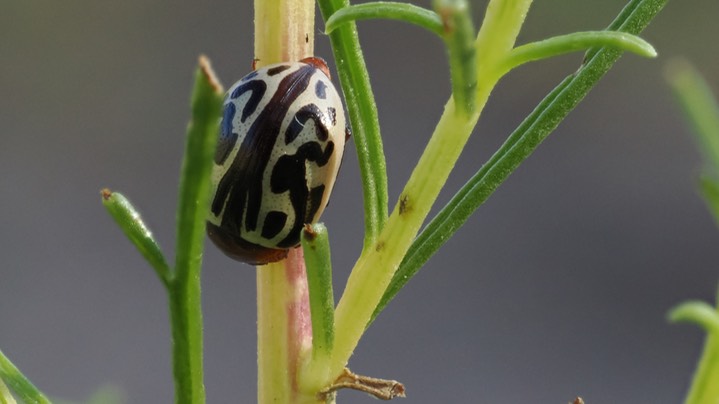 Calligrapha tortuosa13