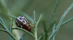 Calligrapha tortuosa8