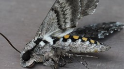 Carolina Sphinx 5 copy