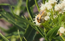 Chauliognathus omissus or scutellaris1