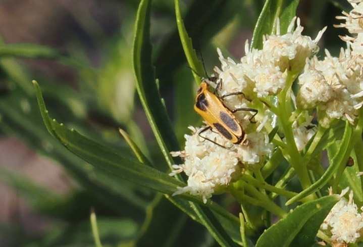 Chauliognathus omissus or scutellaris3