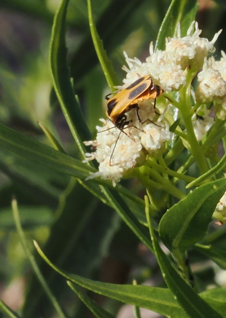 Chauliognathus omissus or scutellaris2