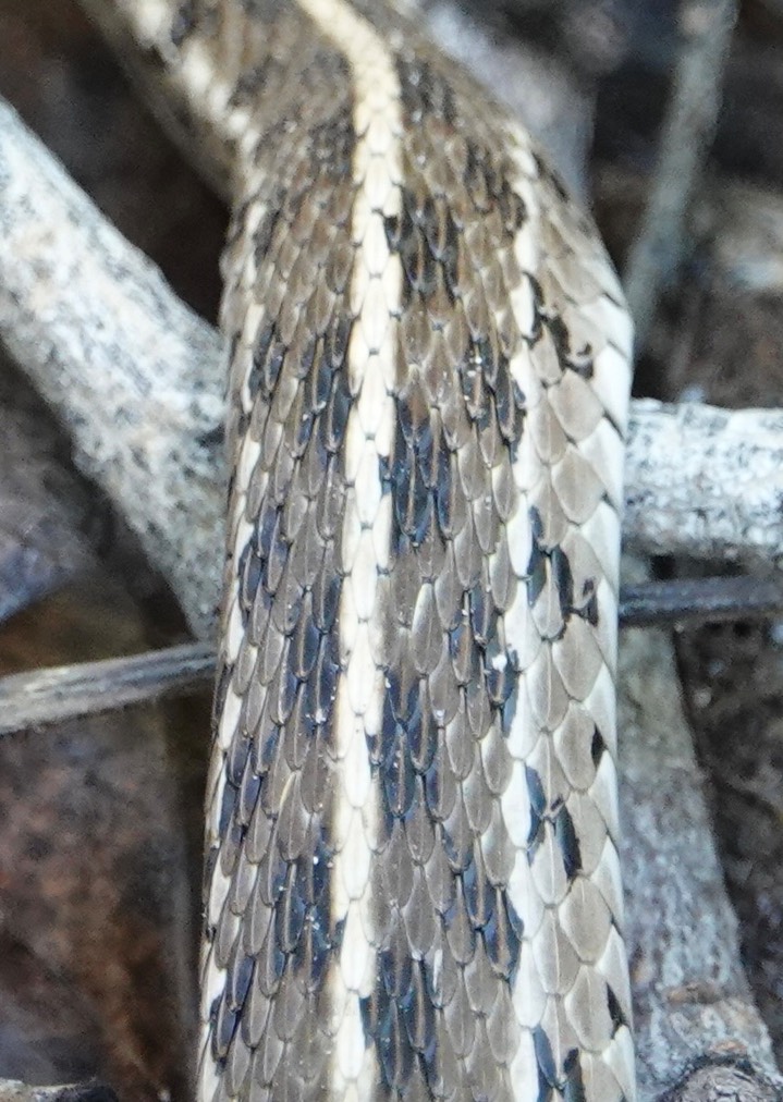 Checkered Garter Snake, Thamnophis m. marcianus