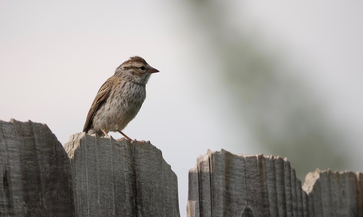 Chipping Sparrow2