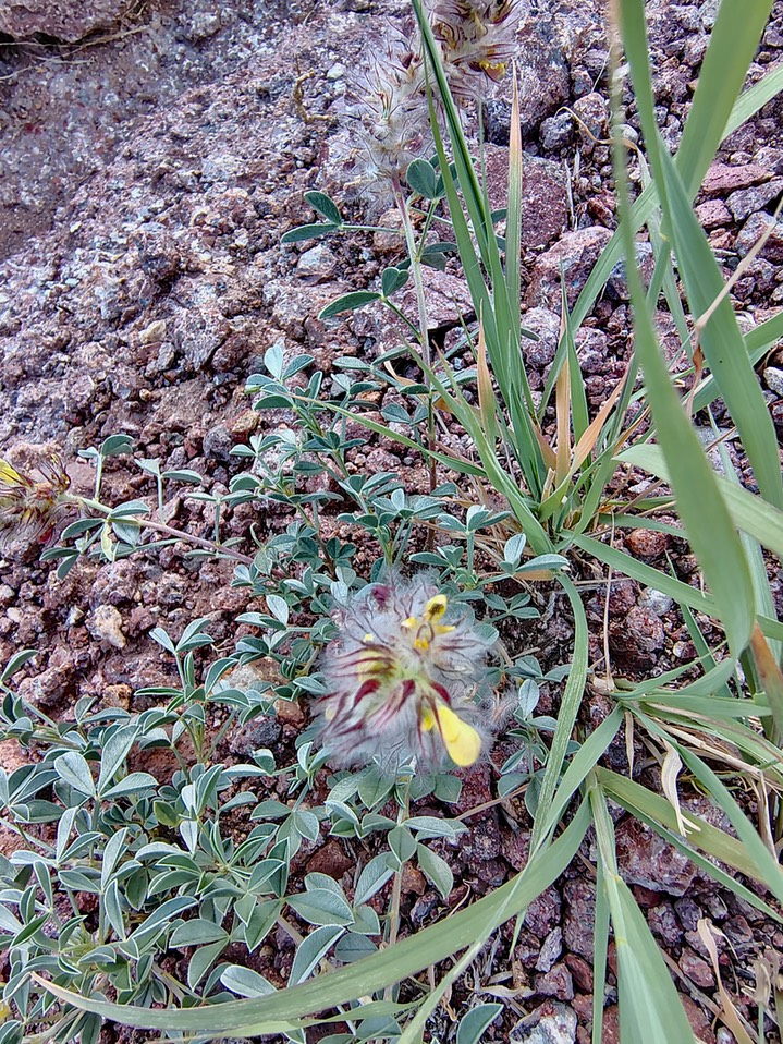 Dalea jamesii James Prairie-Clover-Rebecca Hallgarth