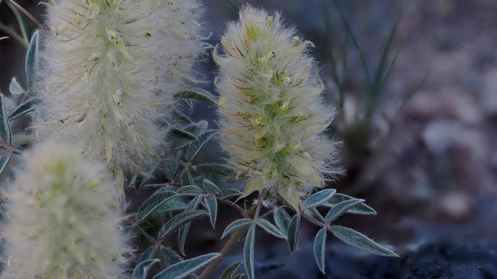 Dalea wrightii 1