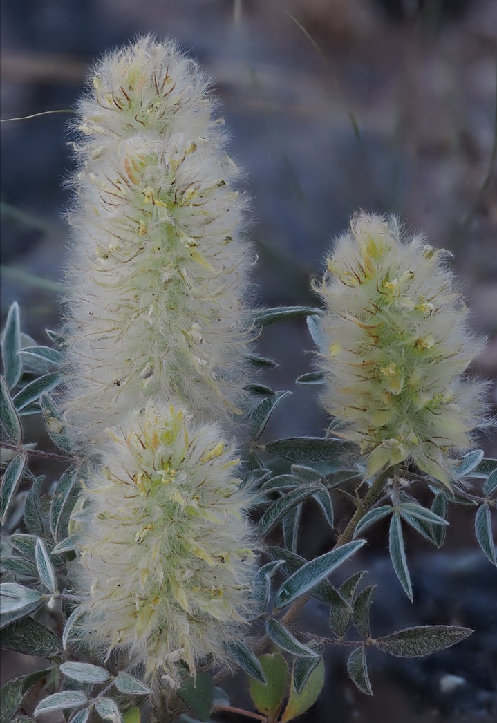 Dalea wrightii 2