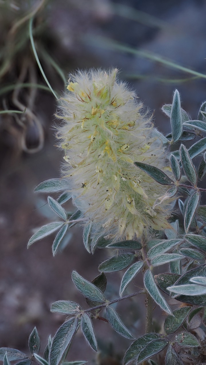 Dalea wrightii 3
