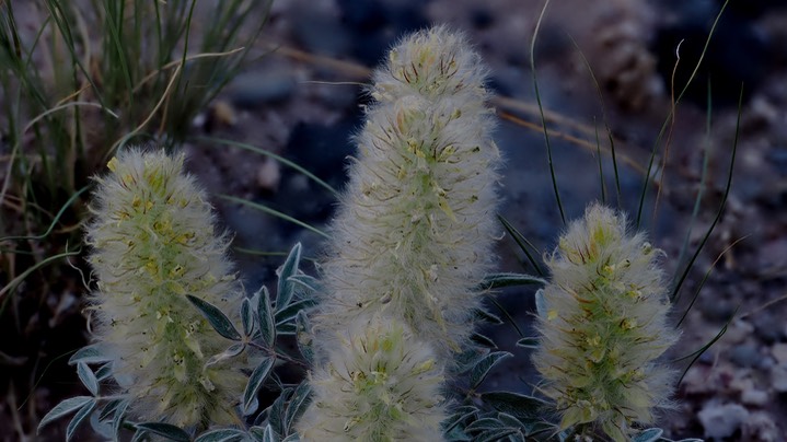 Dalea wrightii 4