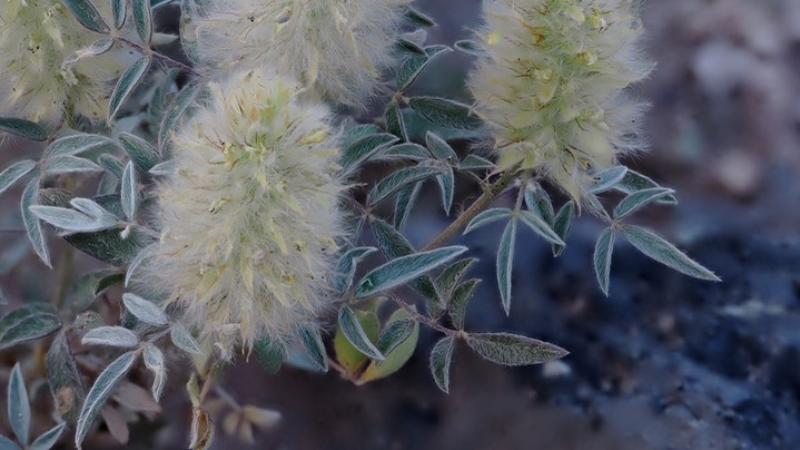 Dalea wrightii 5