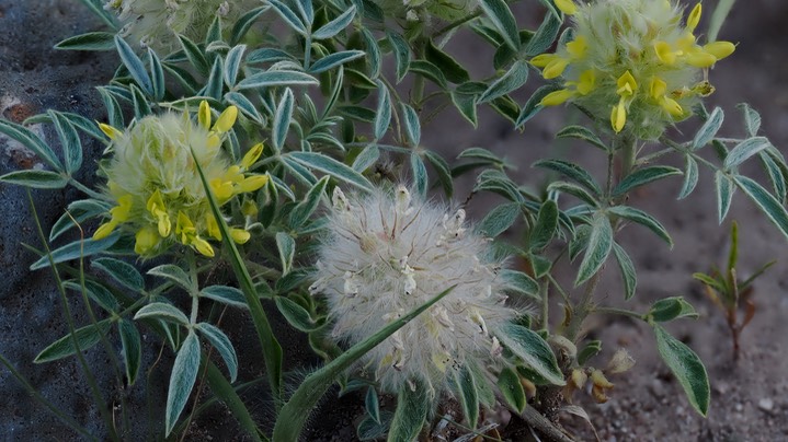 Dalea wrightii 6