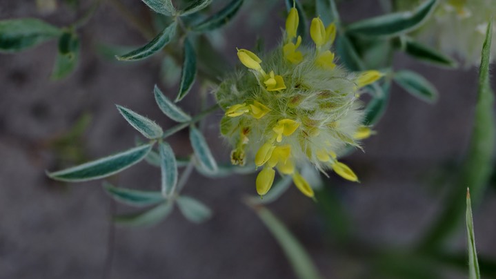 Dalea wrightii 7