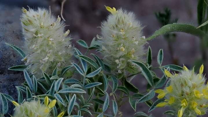 Dalea wrightii 8