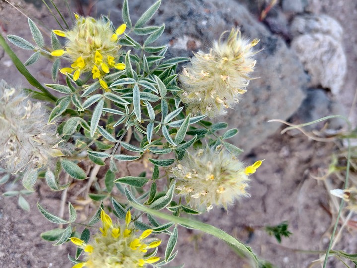Dalea wrightii by Hallgarth 2