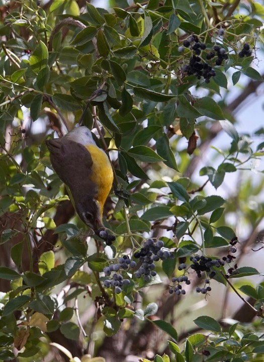 Chat, Yellow-breasted Icteria virens