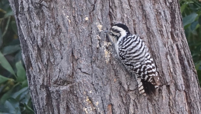 Woodpecker, Ladderback Hillsboro, New Mexico