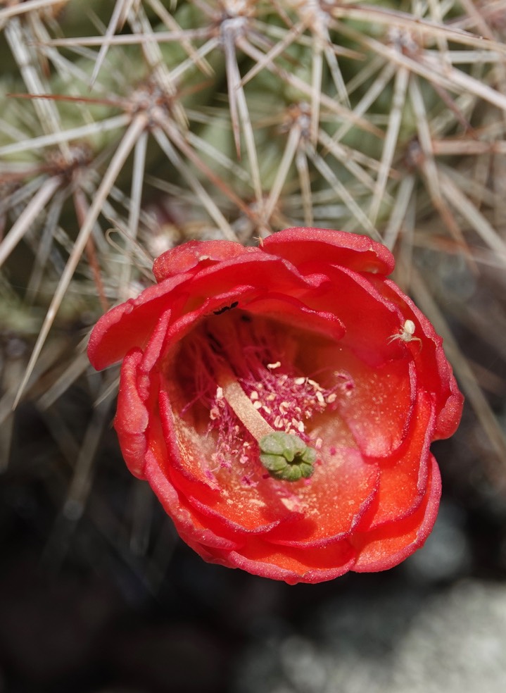Echinocereus coccineus, Scarlet Beehive Cactus3