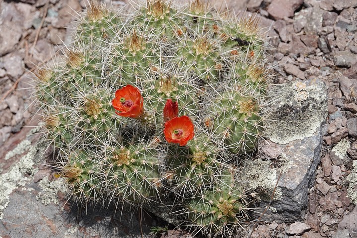 Echinocereus coccineus, Scarlet Beehive Cactus5