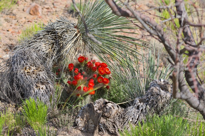 Echinocereus coccineus, Scarlet Beehive Cactus 4-27