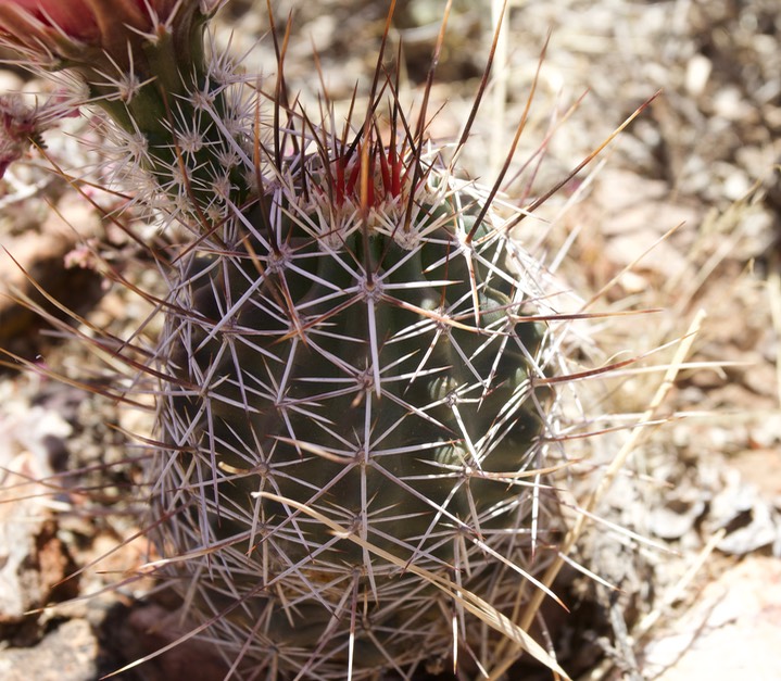 Fendler’s Hedgehog Cactus - Echinocereus fendleri 4