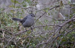 Gray Catbird, Dumetella carolinensis