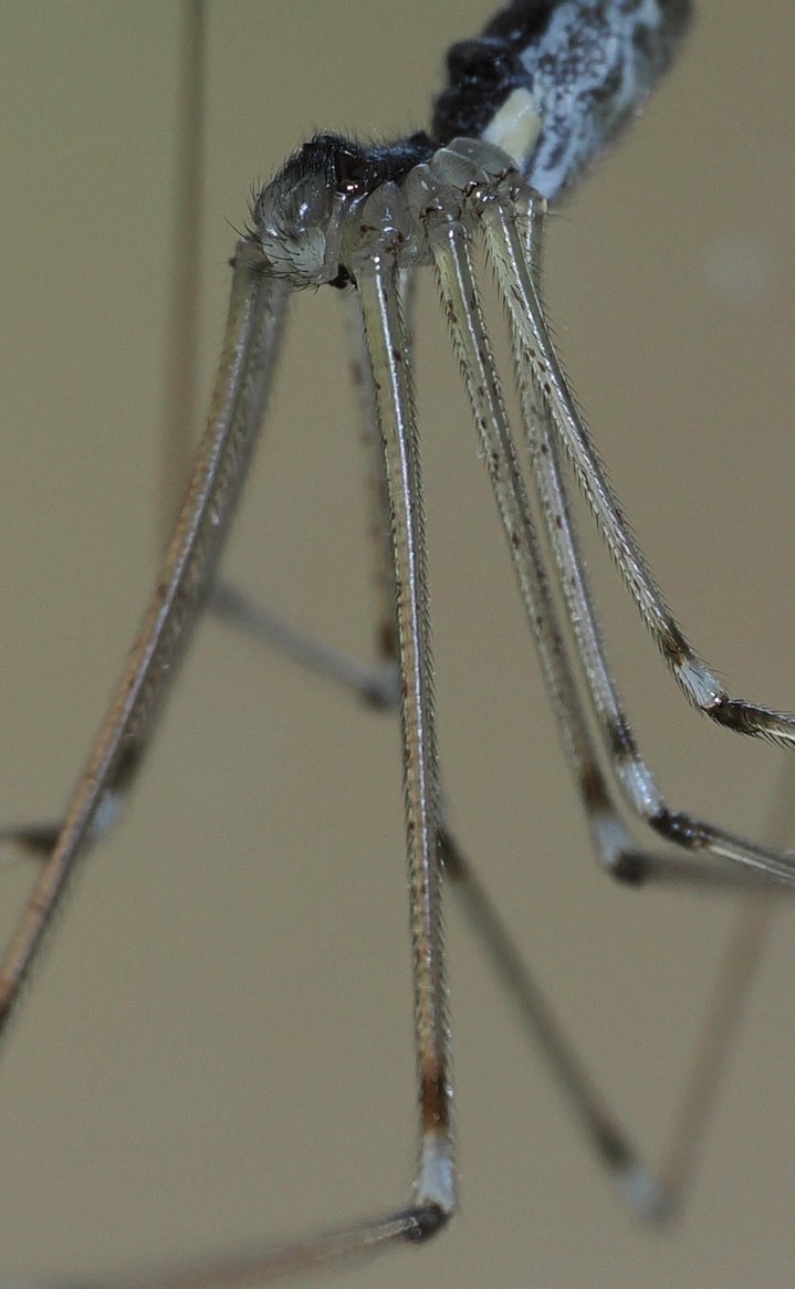 Holocnemus pluchei 3