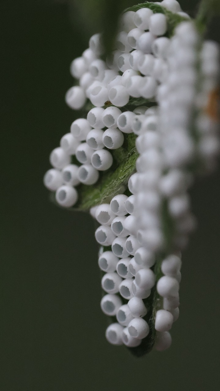 insect eggs 7-29 a