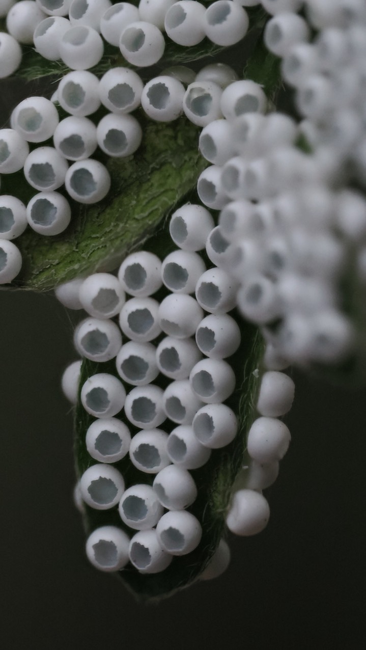 insect eggs 7-29 b