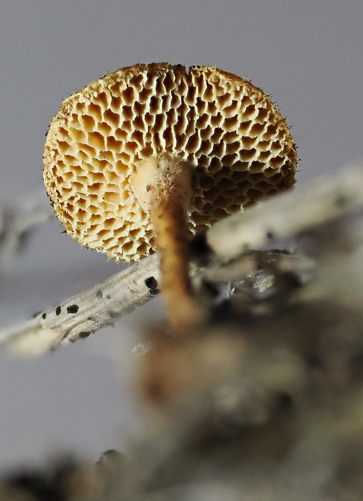 Lentius arcularius 2 copy