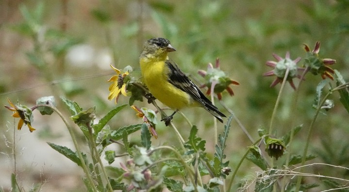 Lesser Goldfinch - Hillsboro