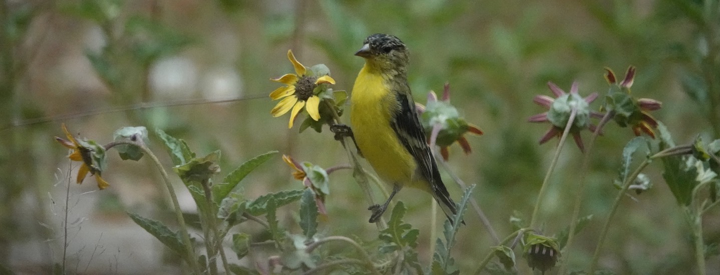 Lesser Goldfinch - Hillsboro