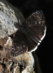 Mournful Duskywing, Erynnis (Gesta) tristis tatius or E. juvenalis clitus Carbonate Creek July 7, 2024