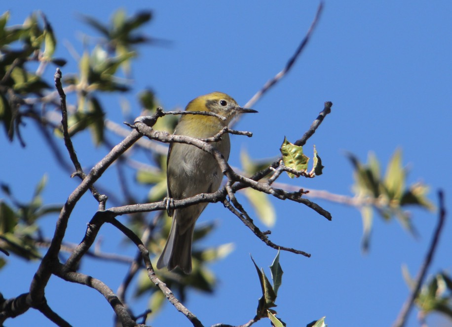 NMHI 2025 Olive Warbler - SW Area 2025-12-18 IMG 3187