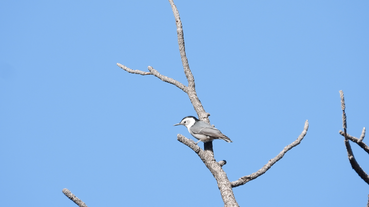 Nuthatch, White-Breasted 2022 2